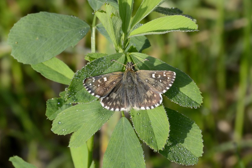 Pyrgus sp